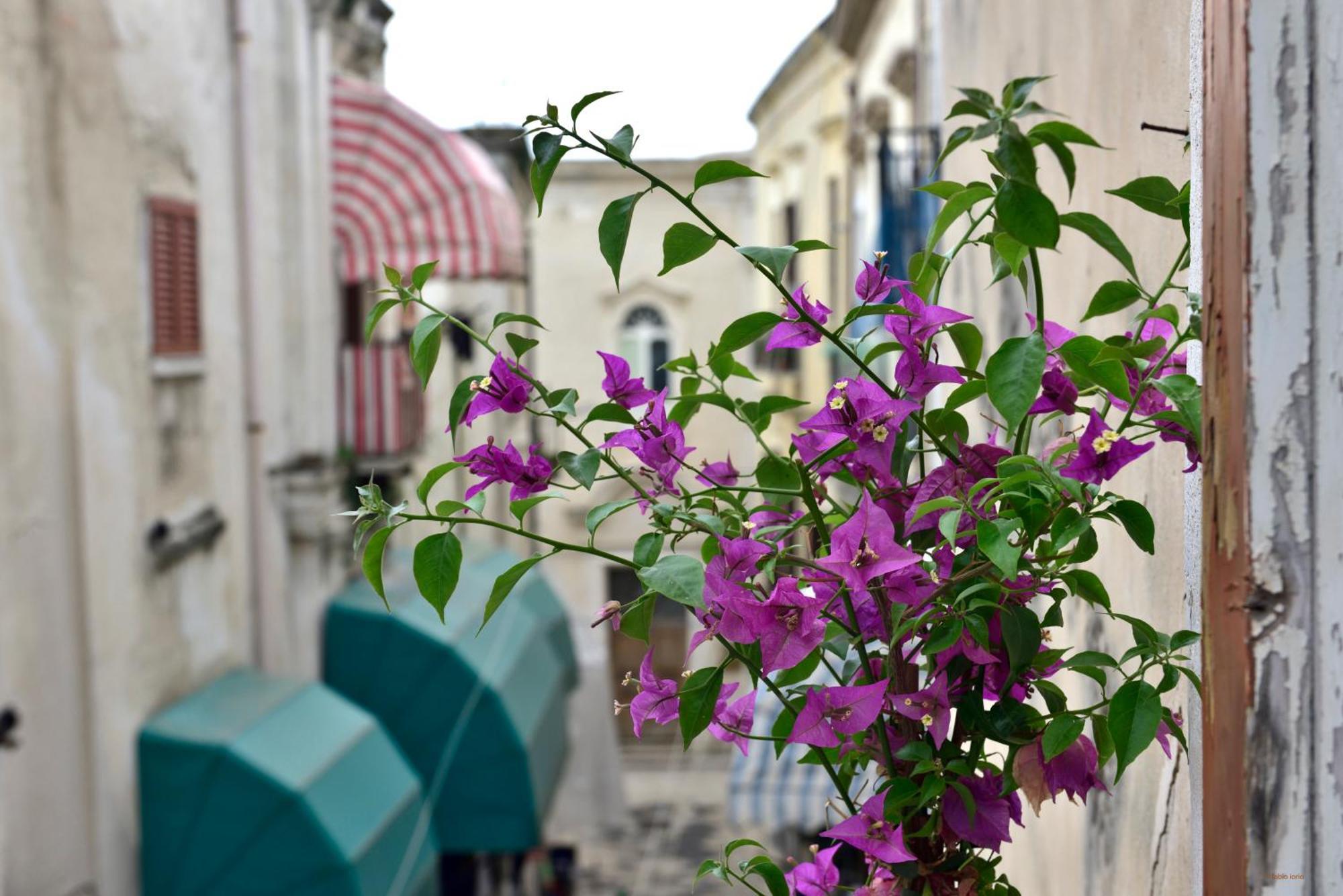 Ciaobari Apartment - Elegant 4 Bedrooms In The Heart Of Old Town Buitenkant foto